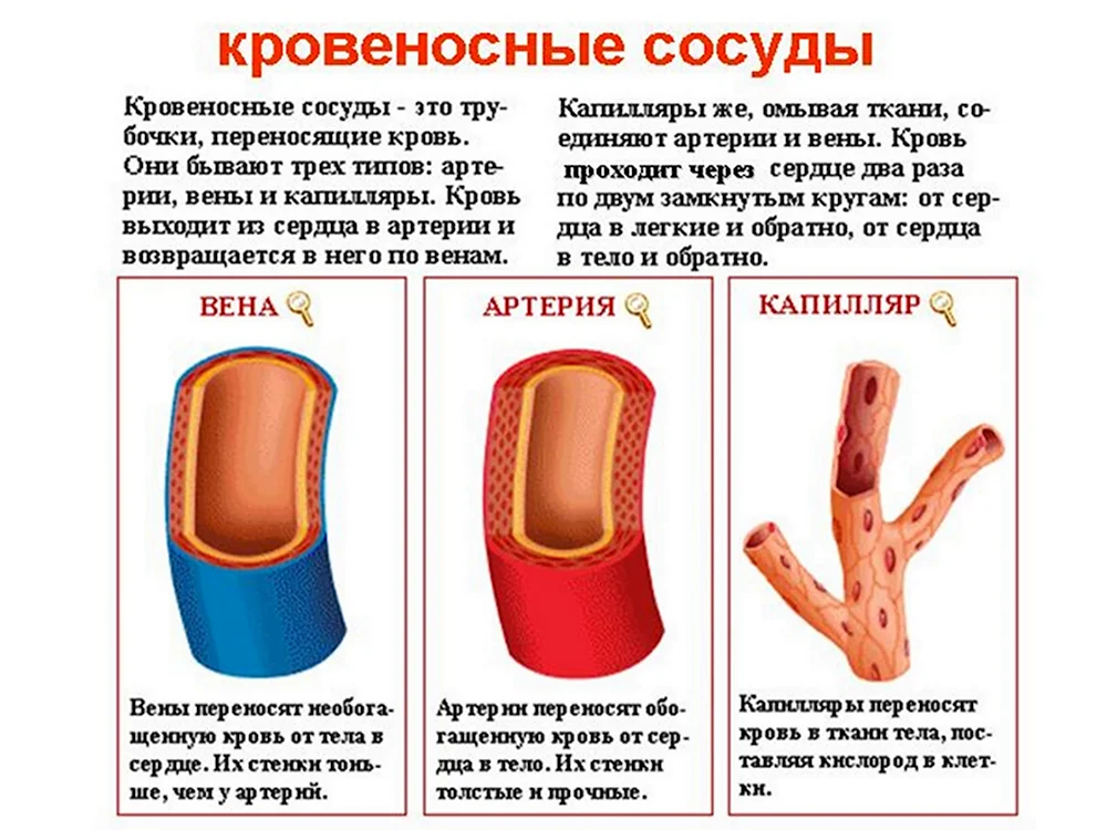 Схема строения кровеносных сосудов