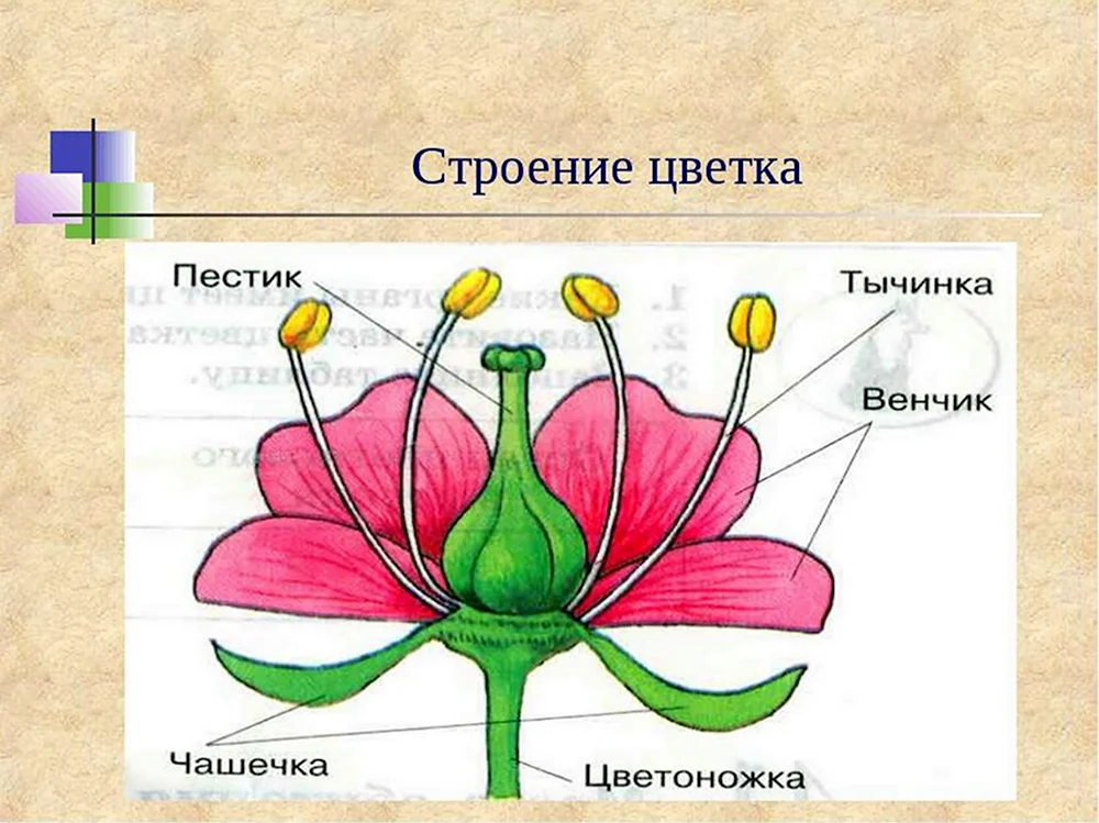 Схема строения цветка пестик