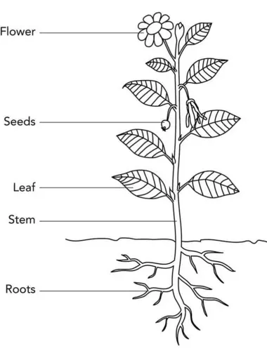 Схема строения цветкового растения