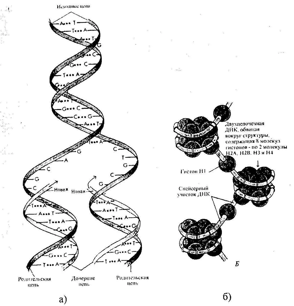 Схема структуры ДНК