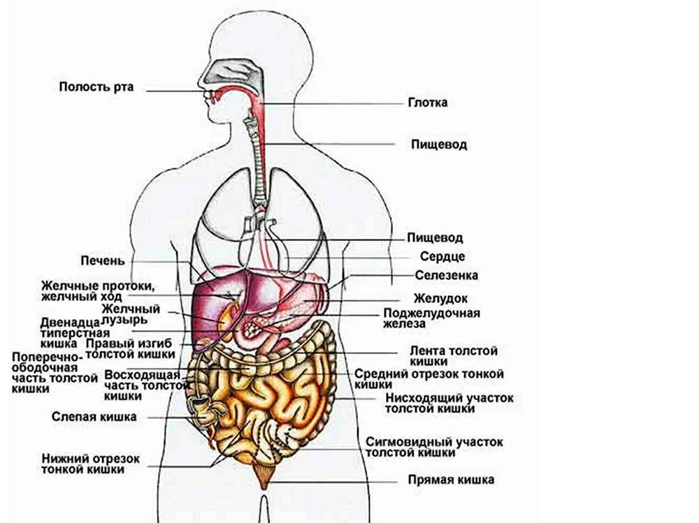 Схема внутренних органов человека брюшной полости