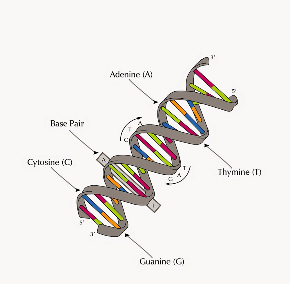 Схематическое строение ДНК