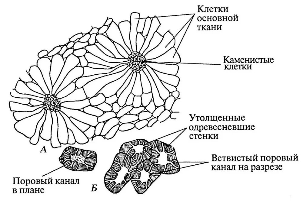 Склереиды каменистые клетки груши