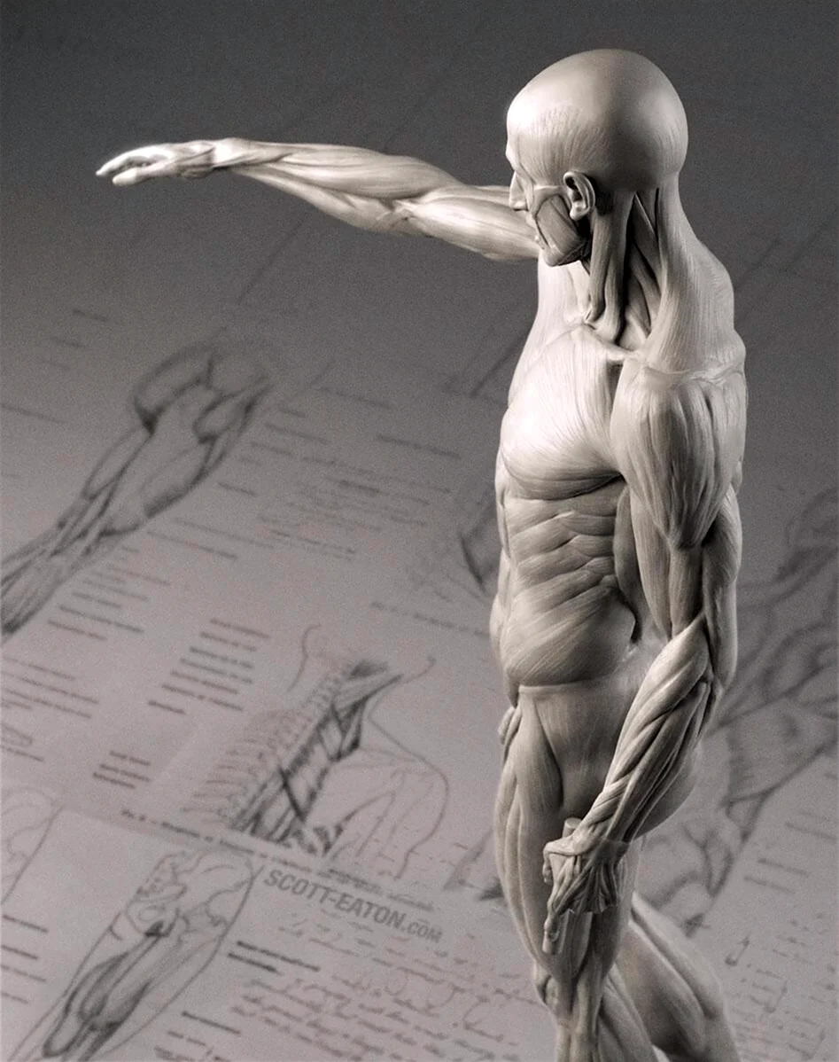 Скульптура гудрона анатомия