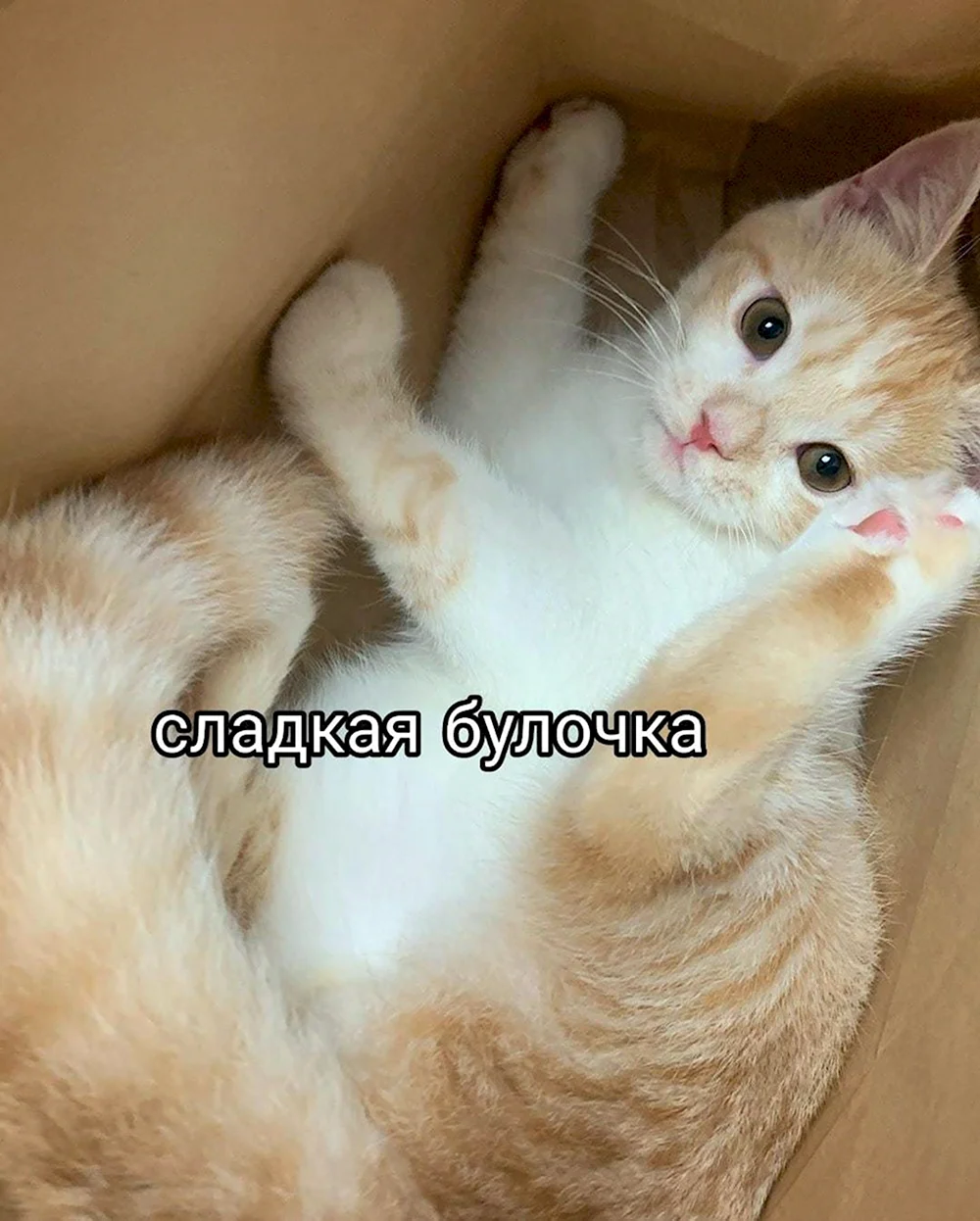 Сладкая булочка кот