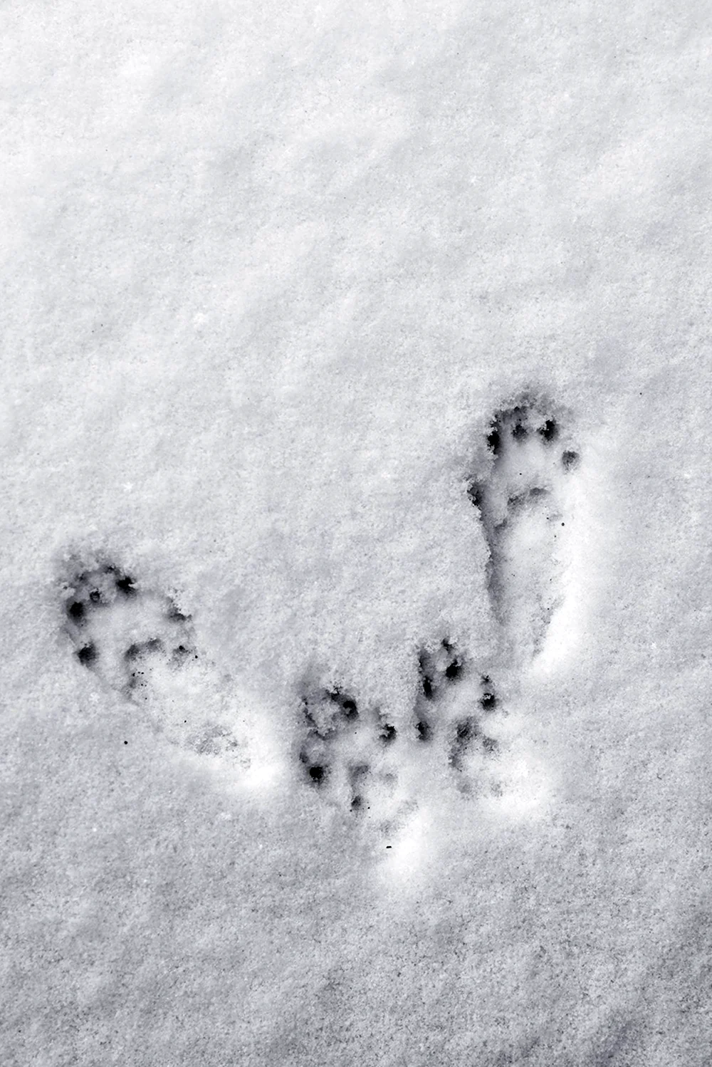 Следы белки летяги на снегу