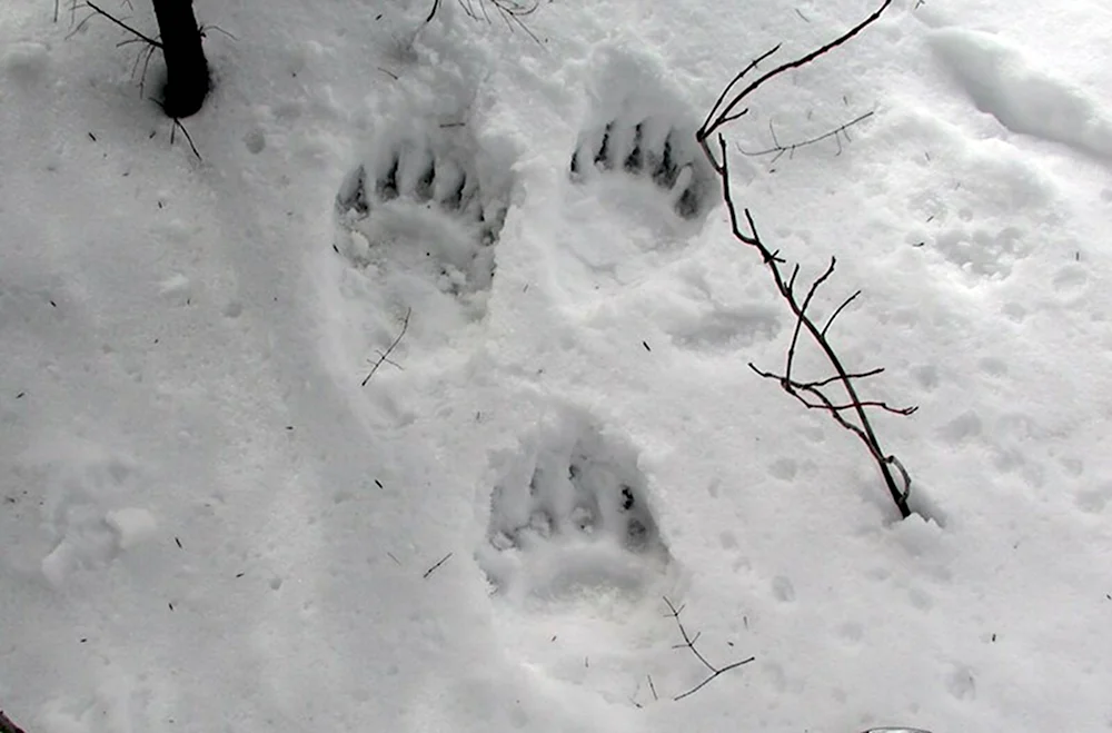 Следы медведя на снегу