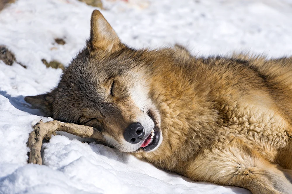 Sleeping Wolf группа