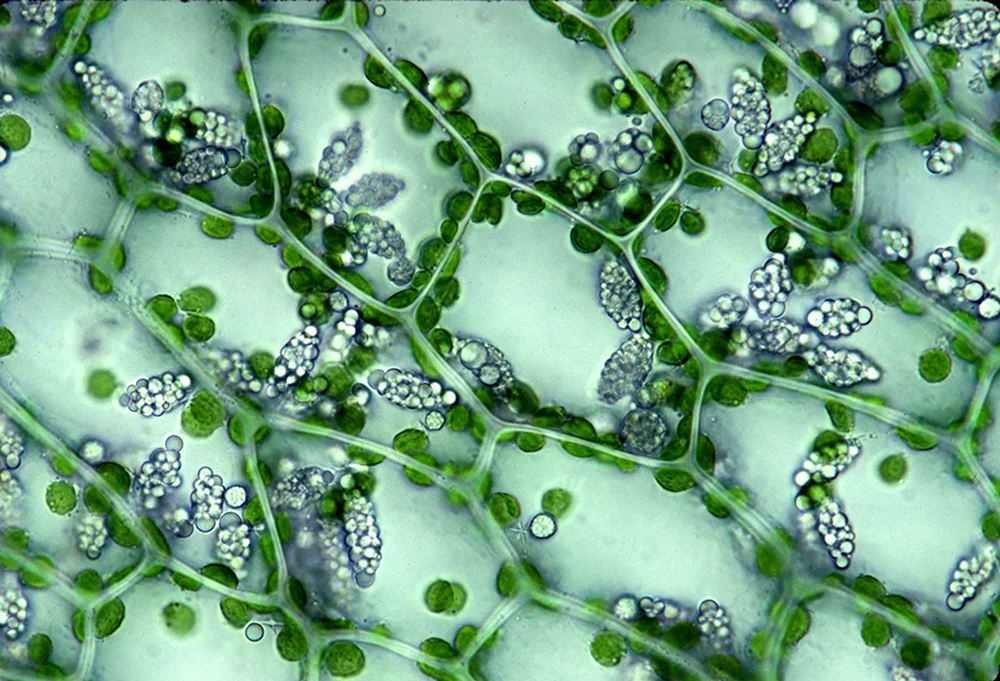 Слизевые клетки растений