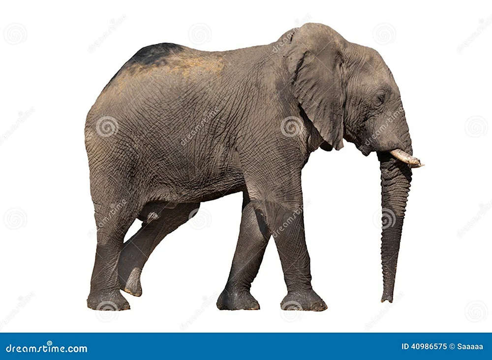 Слон с боку