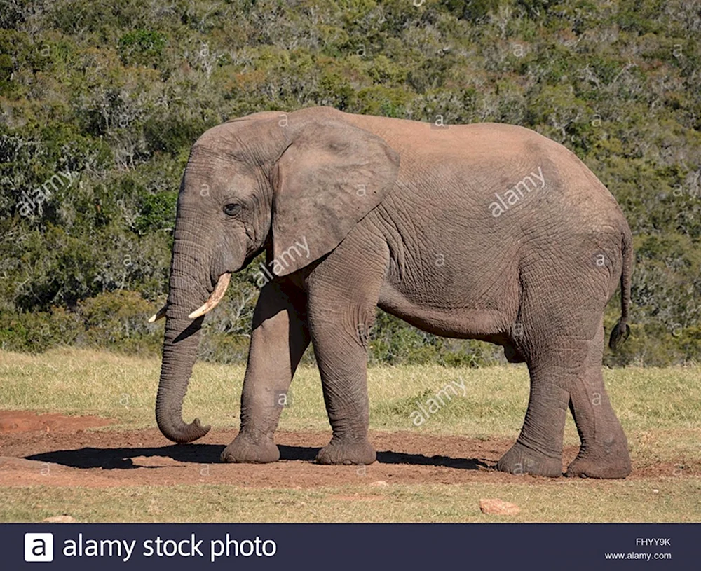 Слон сбоку