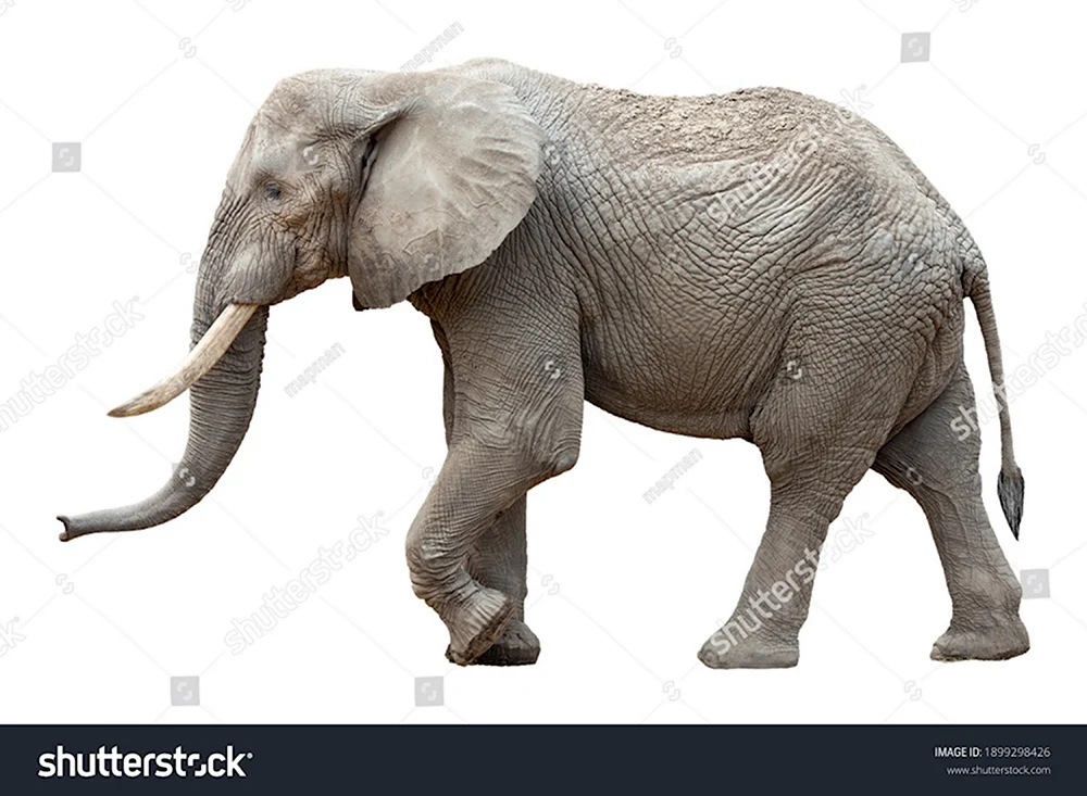 Слон сбоку трубит