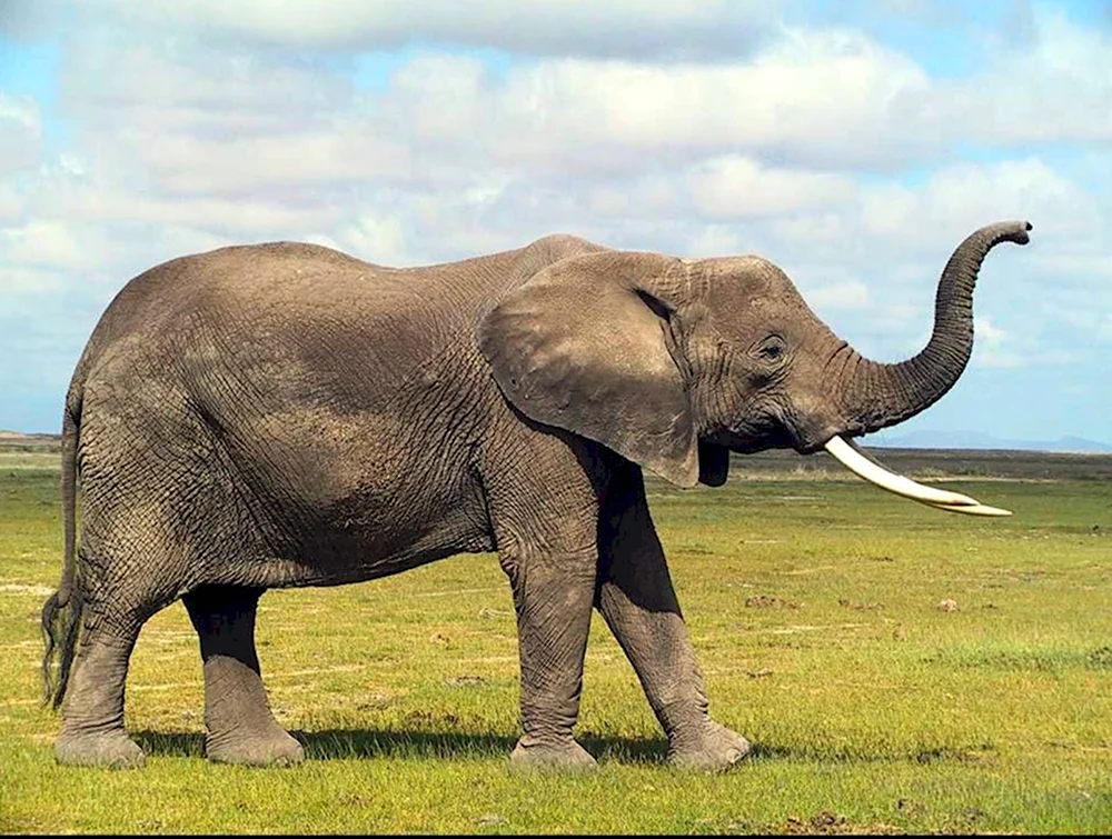 Слон вид сбоку