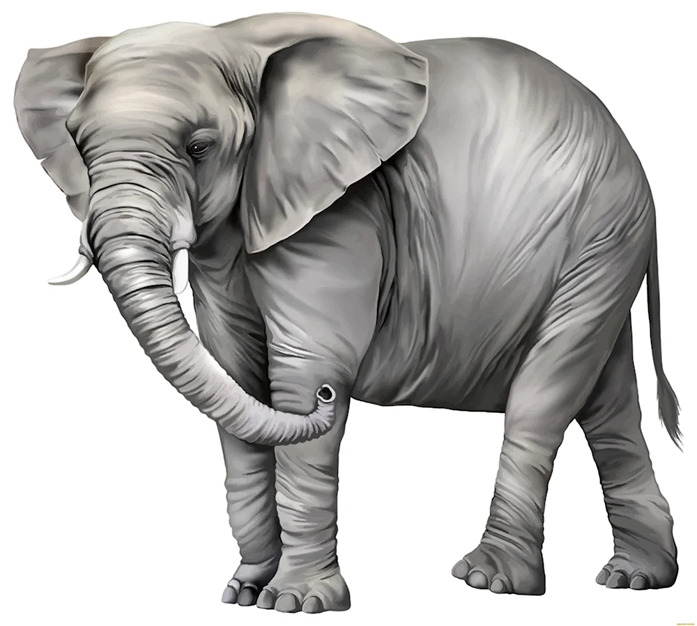Слоны на белом фоне