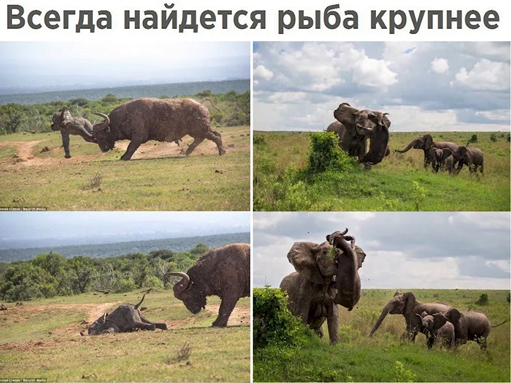 Слоны в дикой природе