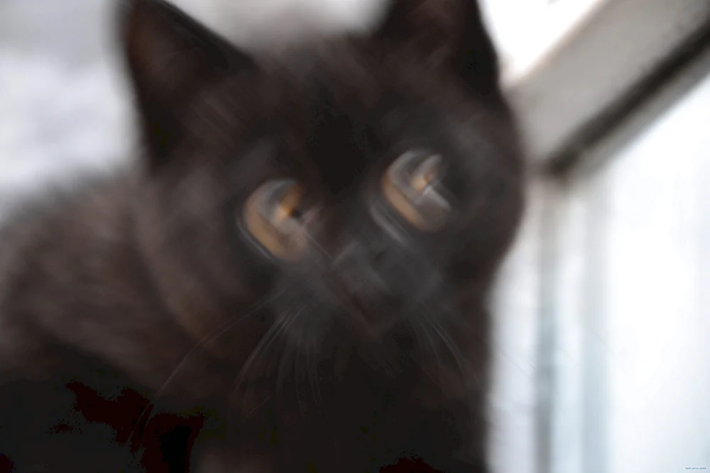 Смазанный черный кот