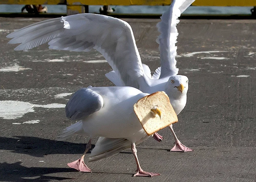 Смешная Чайка