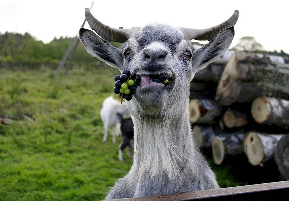 Смешная коза