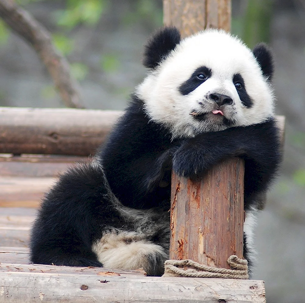 Смешная Панда