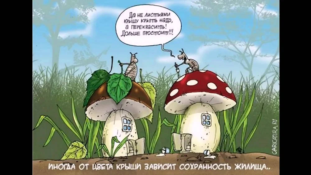 Смешное про грибы и грибников