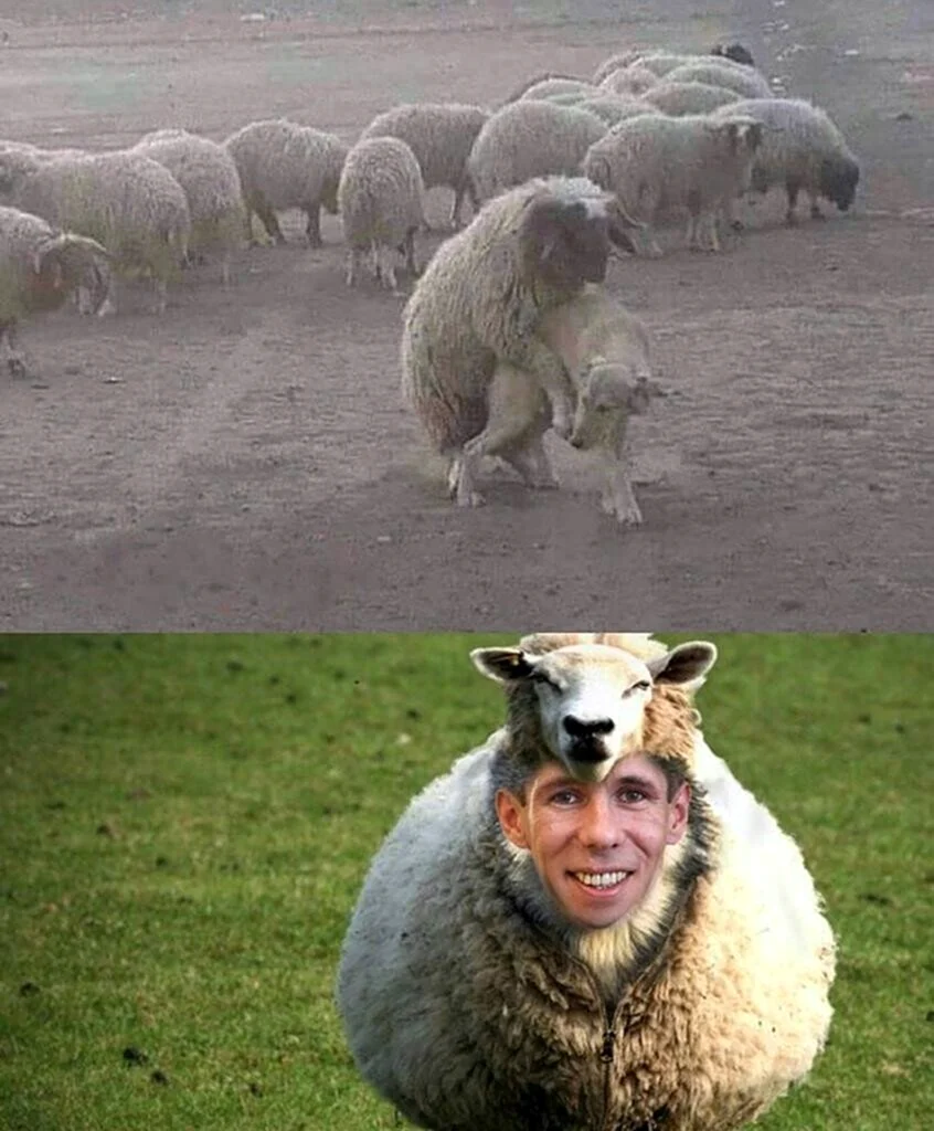 Смешной баран