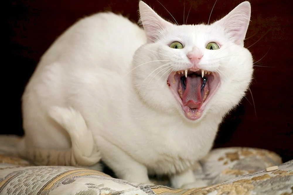 Смешной белый кот