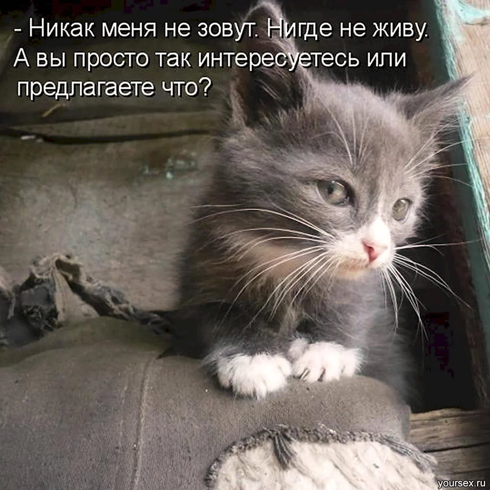 Смешной кот БЛОХАСТЫЙ