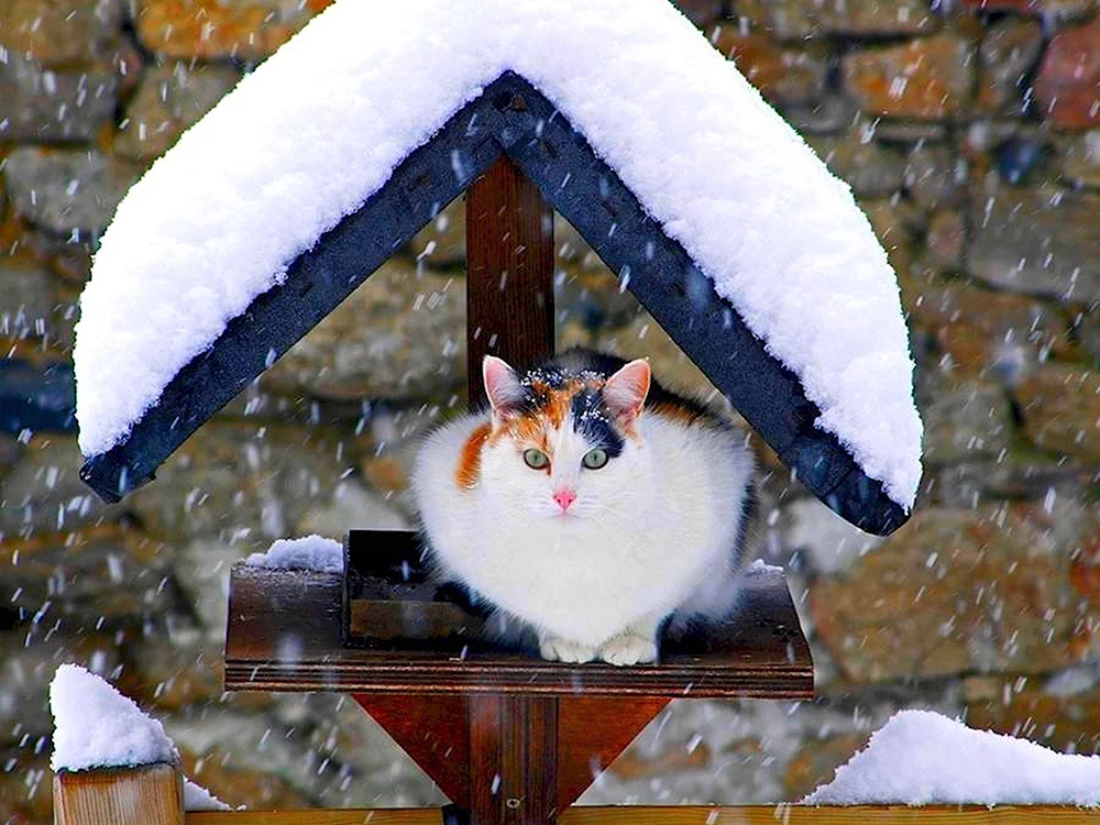 Смешной кот зимой
