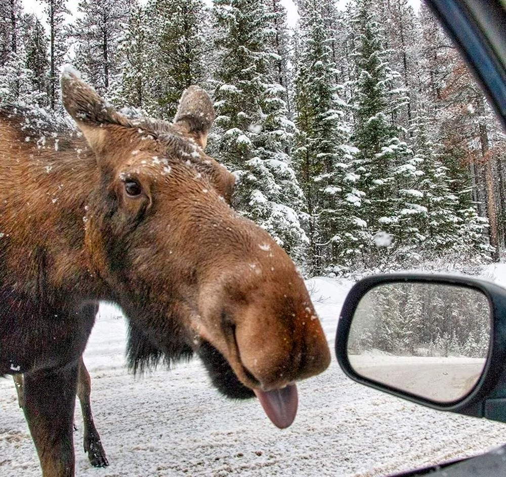 Смешной Лось