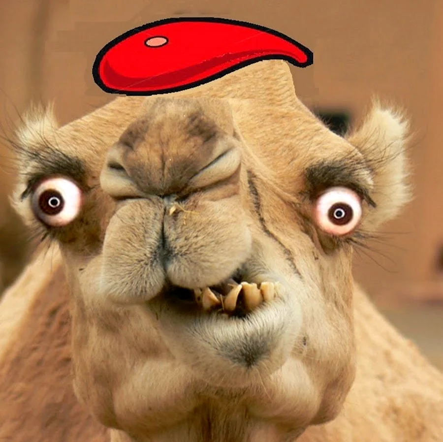 Смешной верблюд
