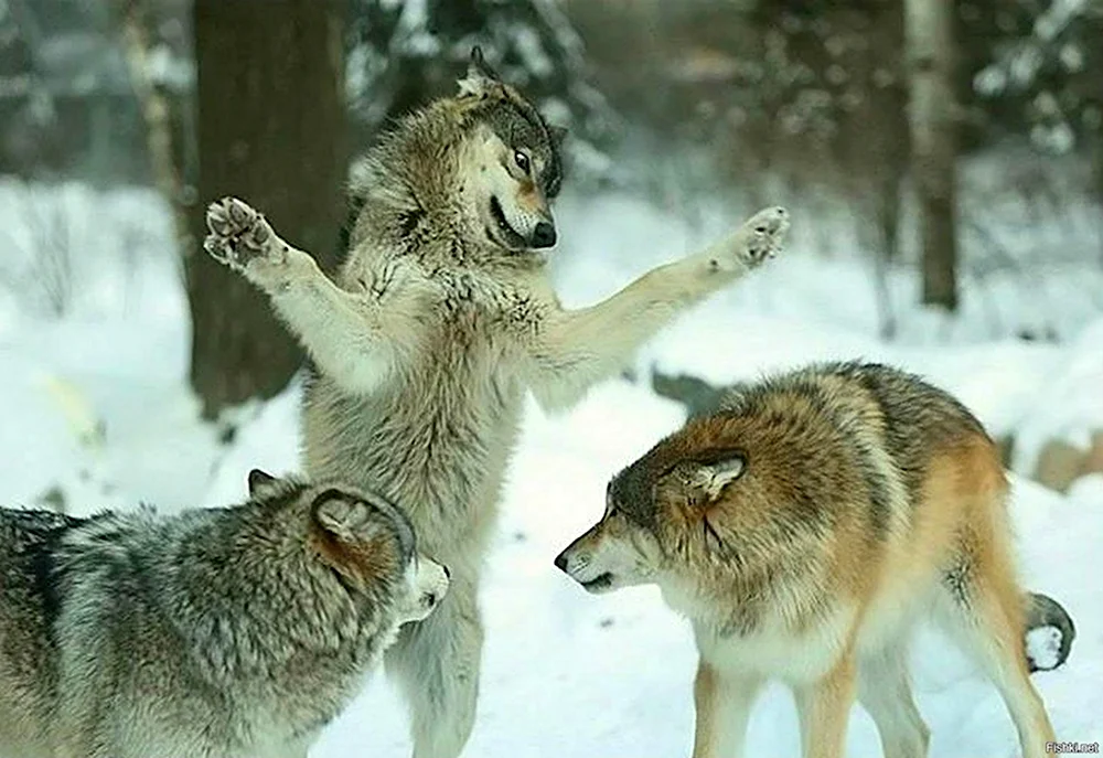 Смешной волк