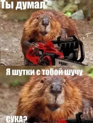 Смешные бобры