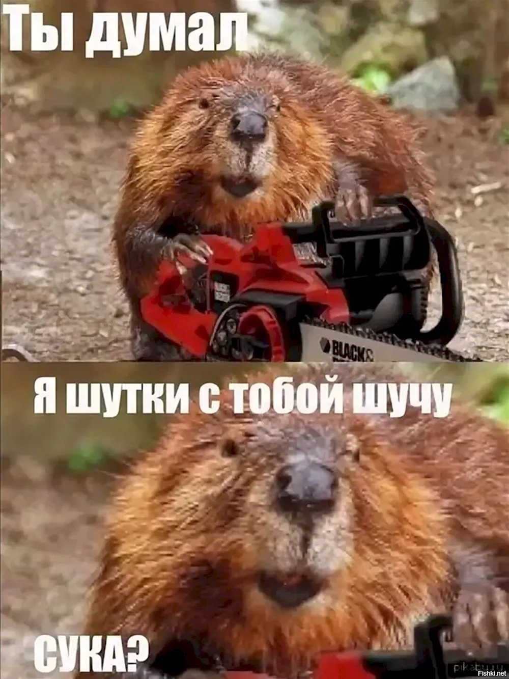 Смешные бобры