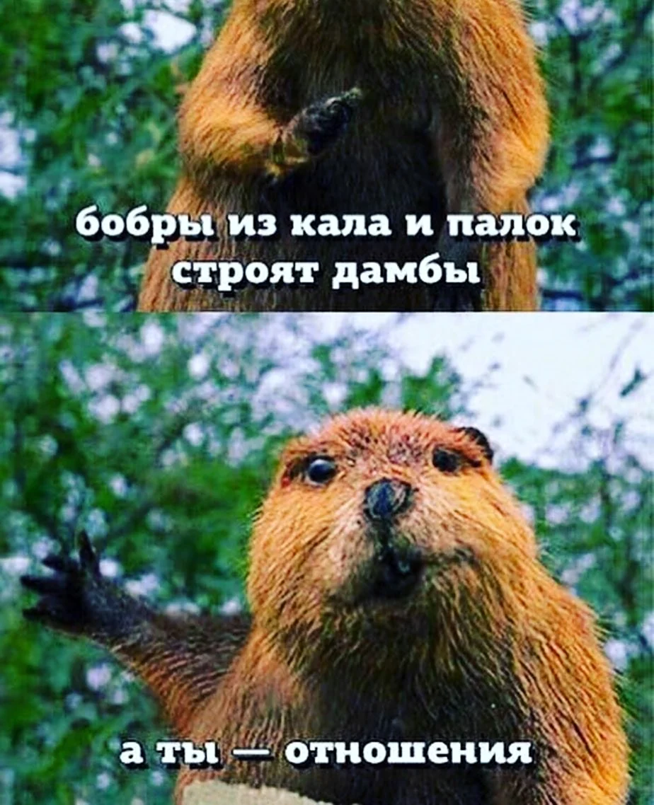 Смешные бобры