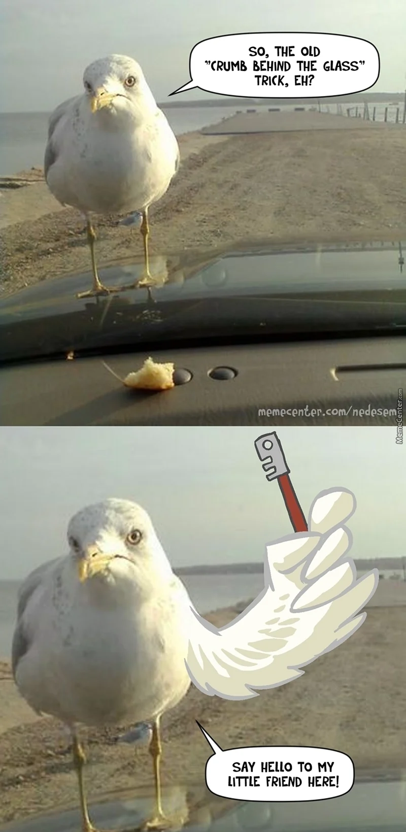 Смешные Чайки