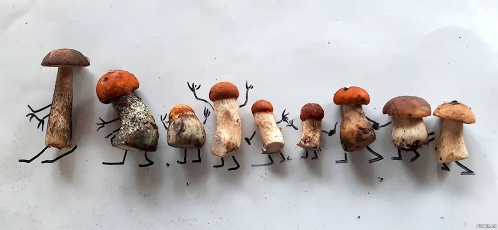 Смешные грибы