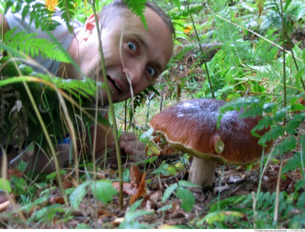 Смешные грибы
