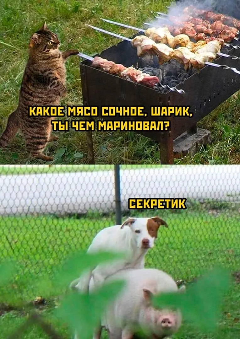 Смешные картинки