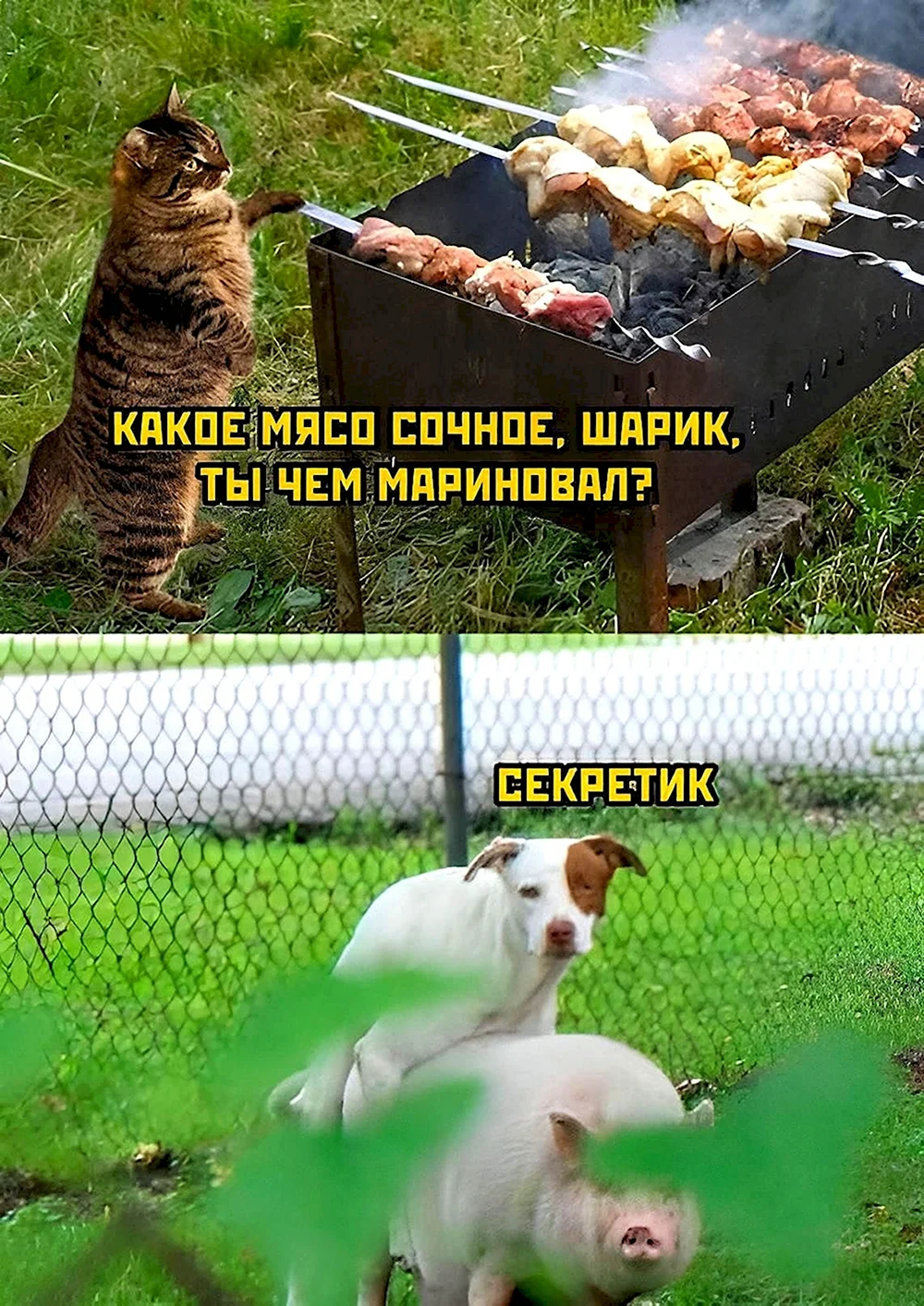 Смешные картинки