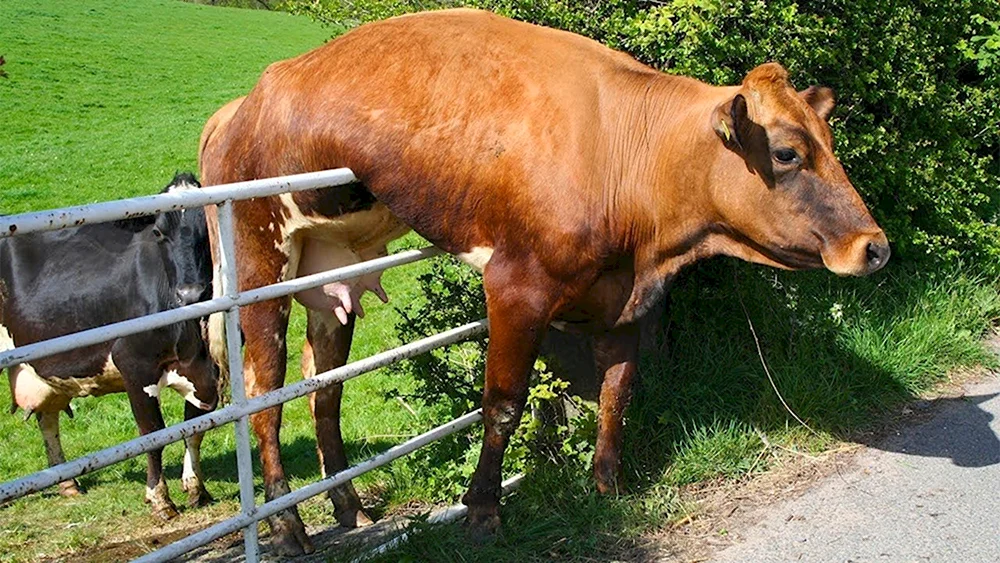 Смешные коровы