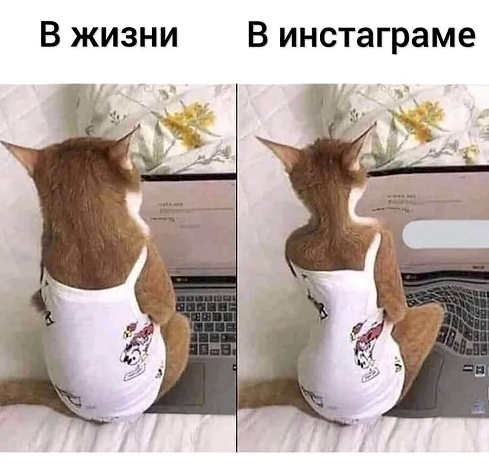 Смешные котики 2021