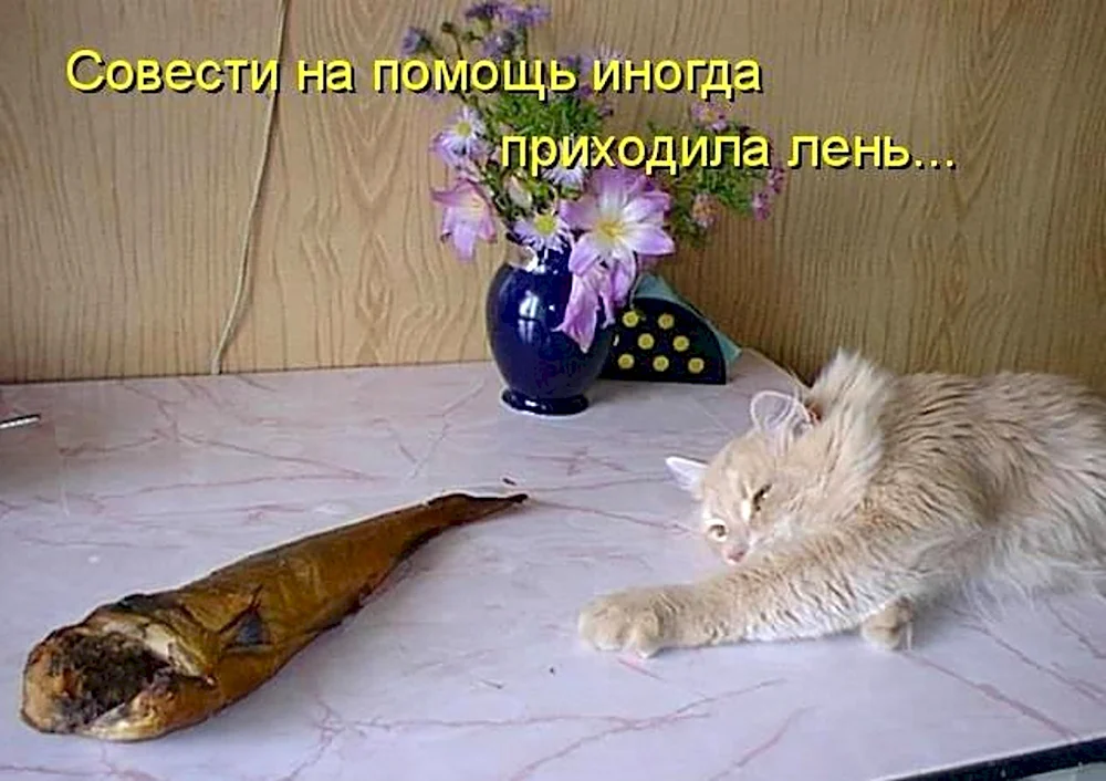 Смешные коты лень