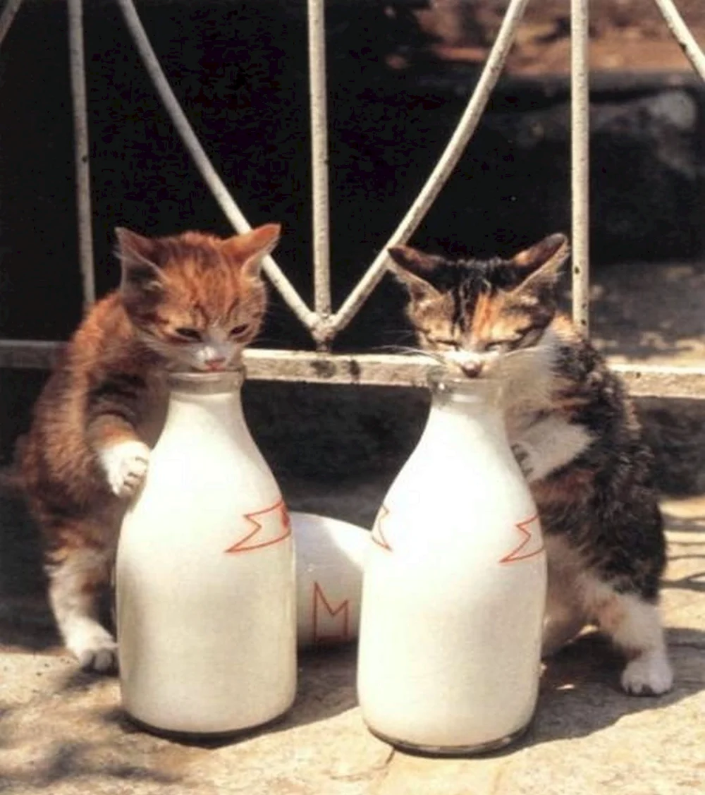 Смешные коты с молоком