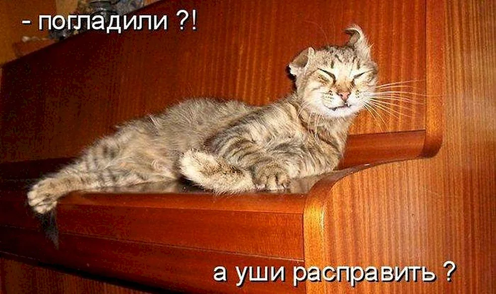 Смешные коты с надписями