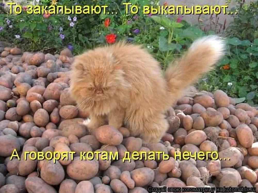 Смешные коты с надписями на даче