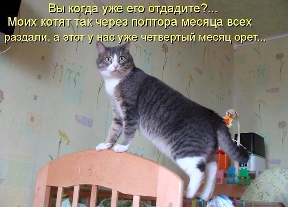 Смешные коты с подписями