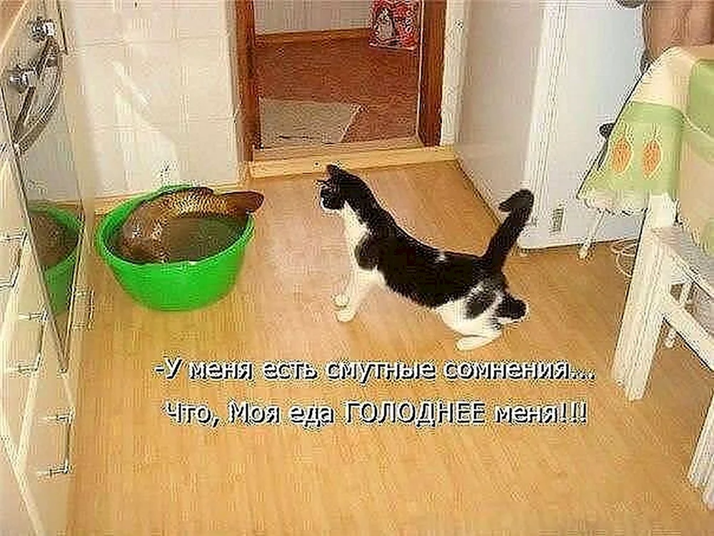 Смешные коты с подписями до слез