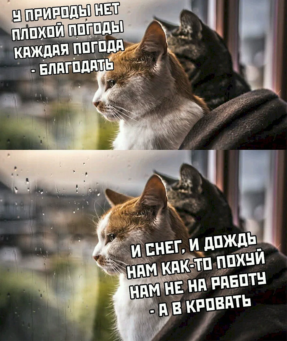 Смешные коты в плохую погоду