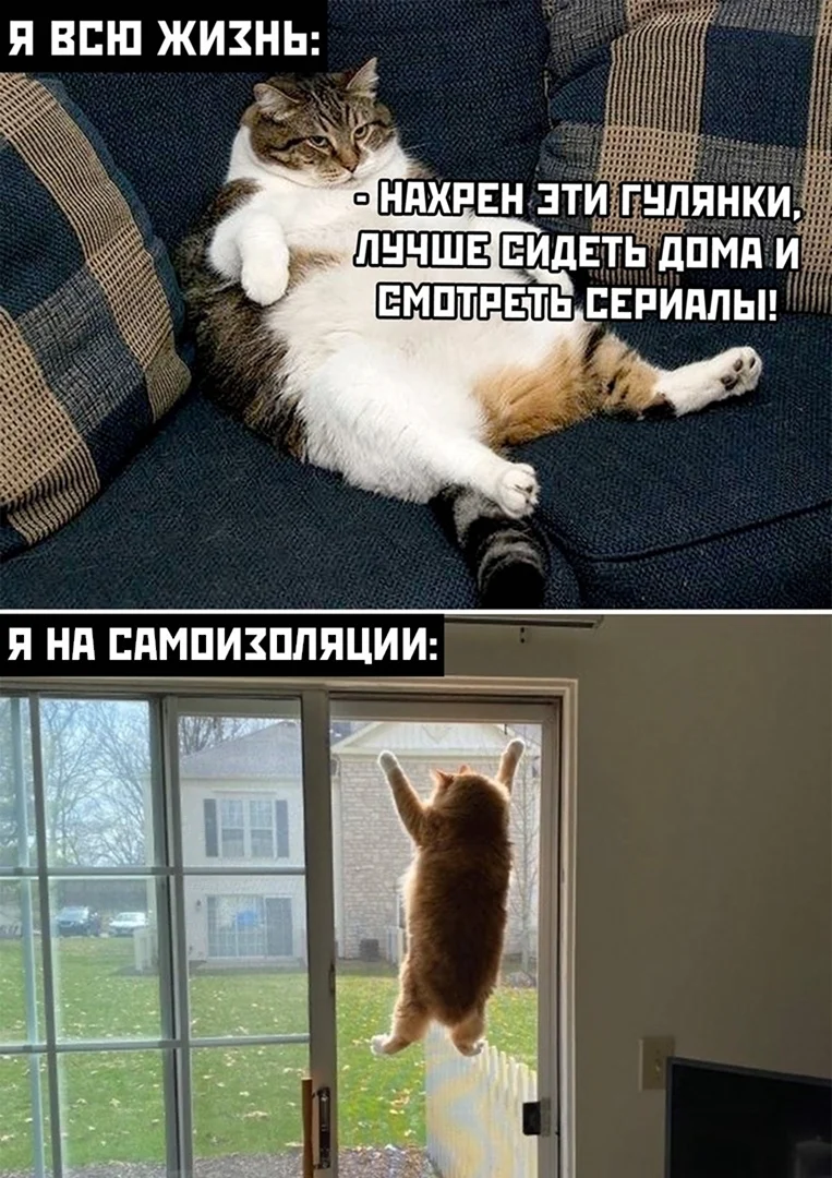 Смешные мемы с котами до слез