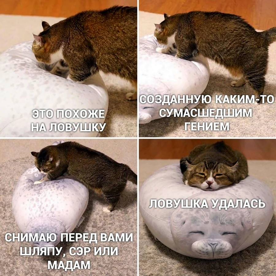 Смешные мемы с котами и надписями